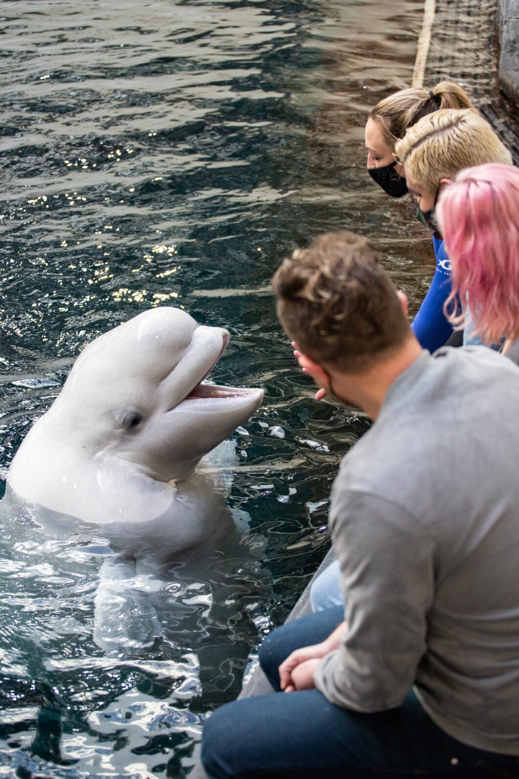 All New Beluga Encounter 12