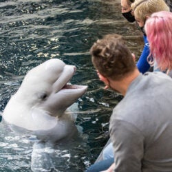 All New Beluga Encounter 12