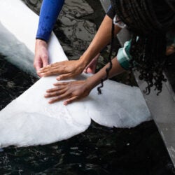 All New Beluga Encounter 13