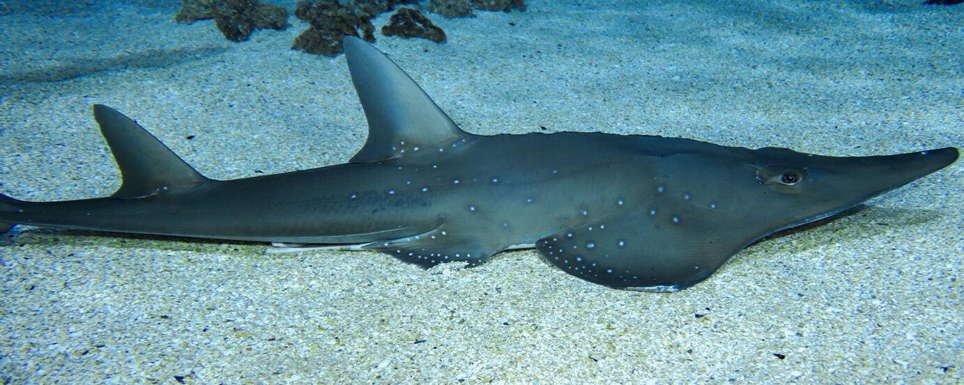 Bottlenose Wedgefish