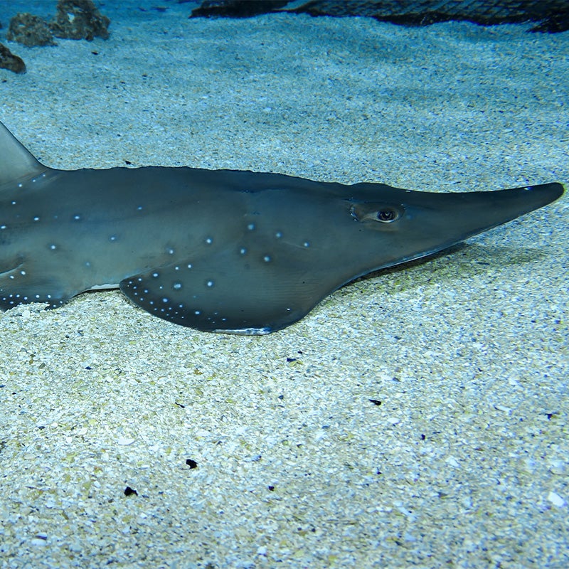 Bottlenose Wedgefish 1