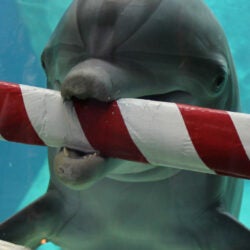 Sips Under the Sea - Holiday
