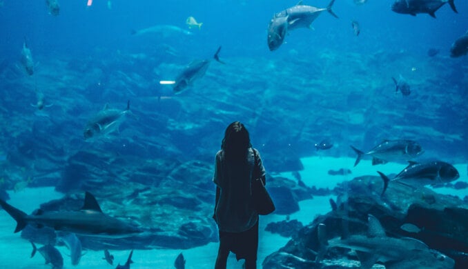 Georgia Aquarium Membership 11