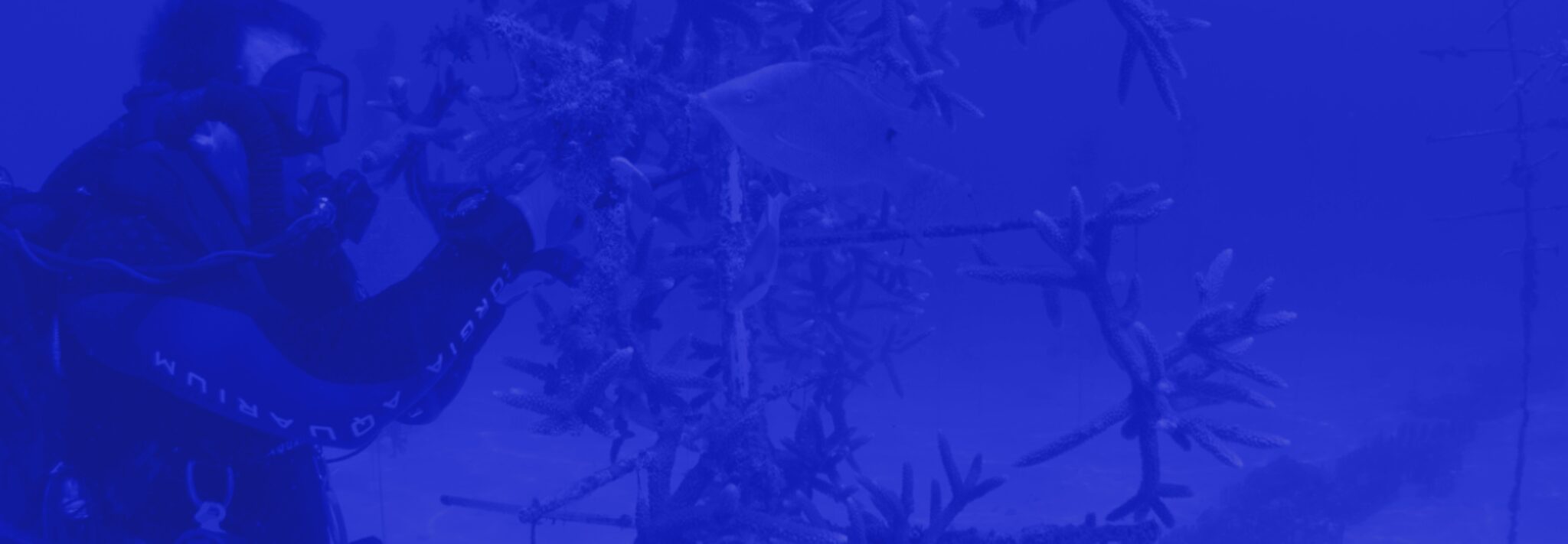 Aquarium Membership Aquarium