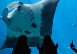 Georgia Aquarium Membership 17