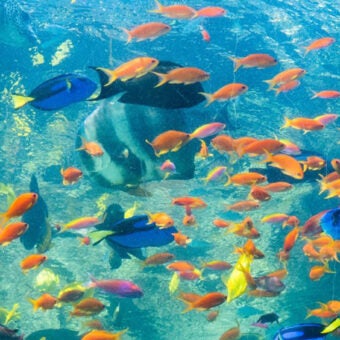 Tuesdays in the Field – Save Our Seas 1