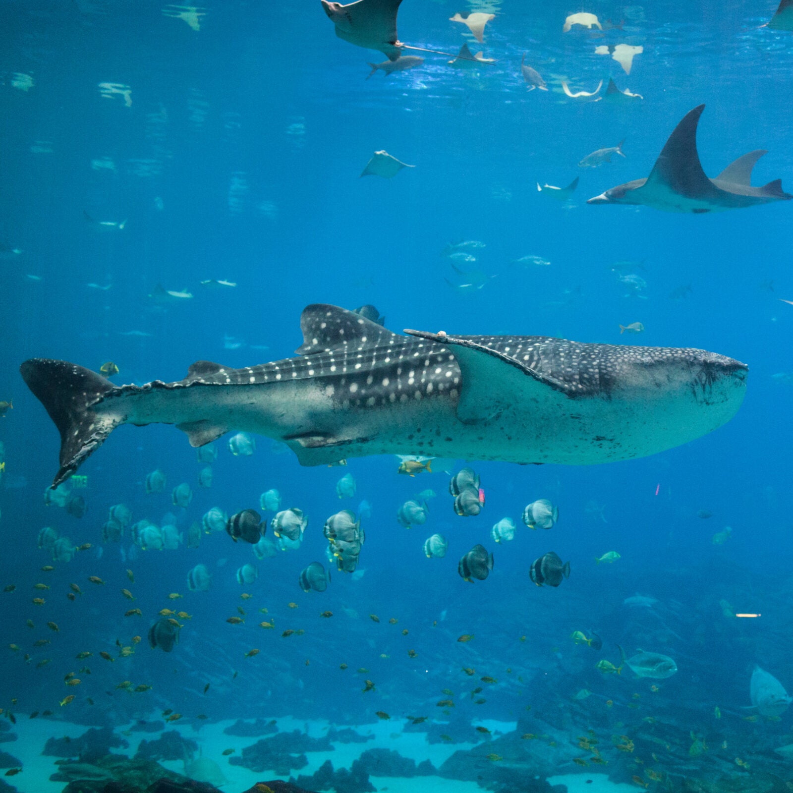 License Plates Aquarium