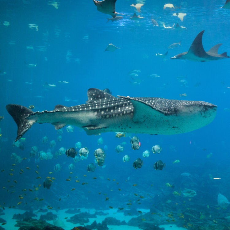 Zoological Operations - Fish & Invertebrates Galleries - Ocean Voyager Internship 1