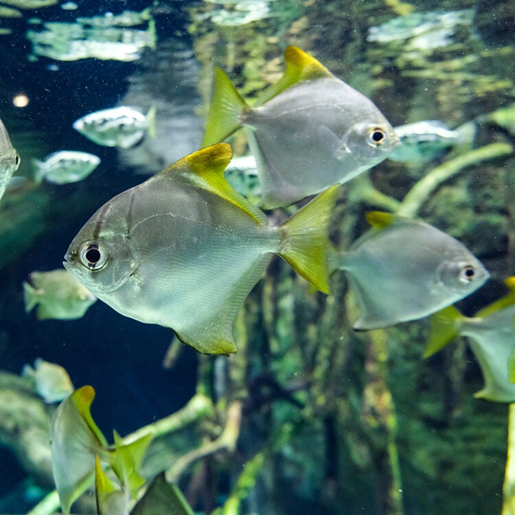 Tuesdays in the Field - Ocean Robotics