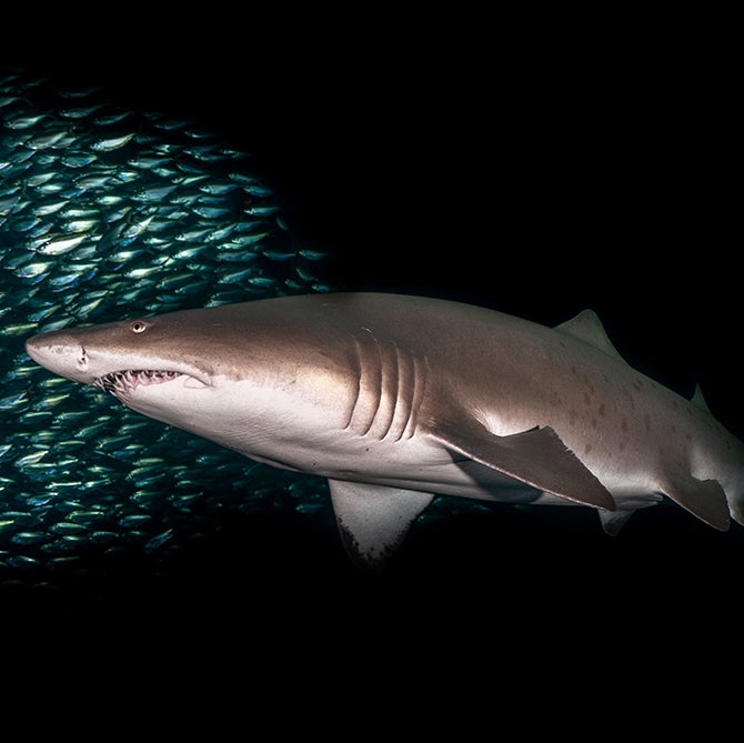 Tuesdays in the Field - Prehistoric Seas 1