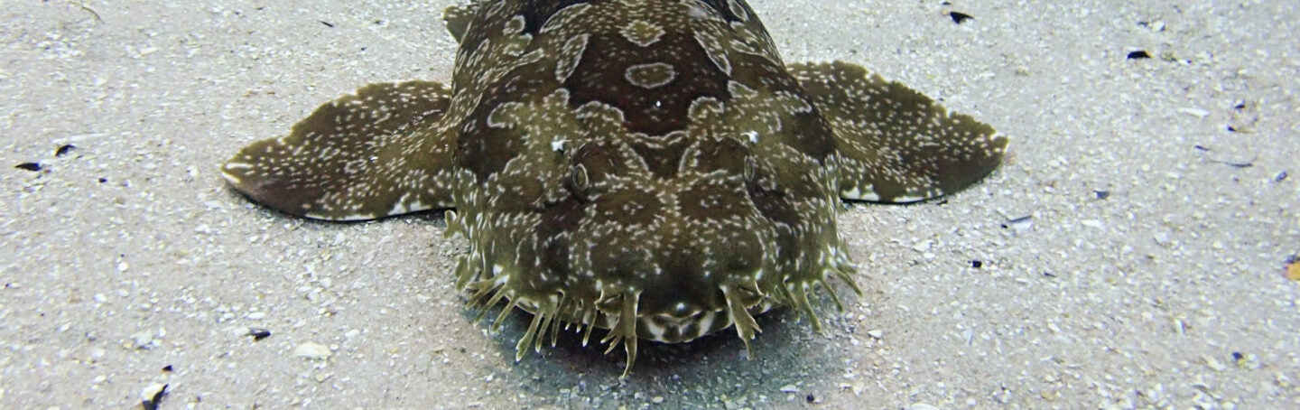 Wobbegong Wheat 1