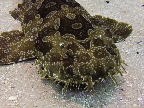 Wobbegong Wheat 2