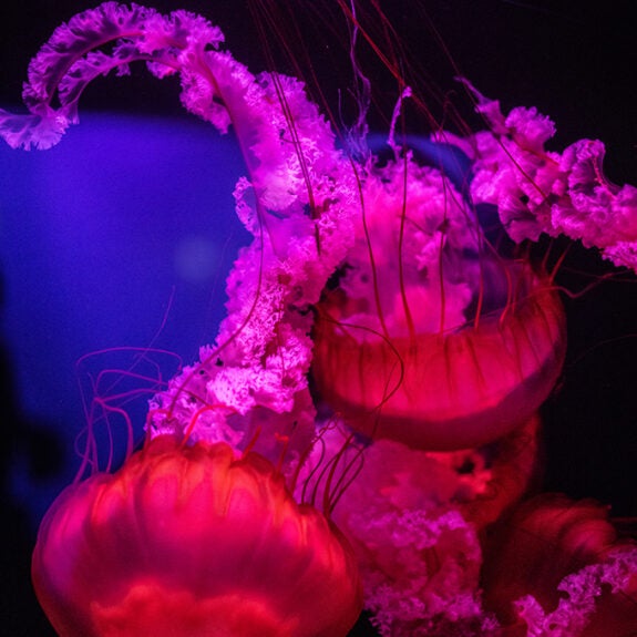 Aquarium Event Calendar Aquarium