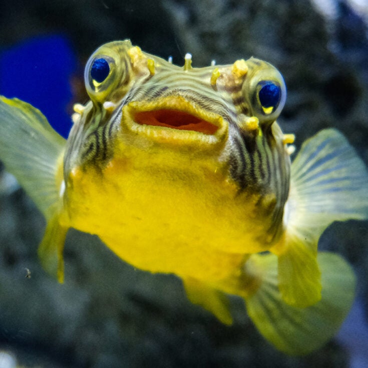 Aquarium Visitor Information Aquarium