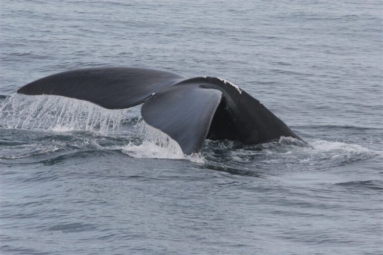 New Seafood Classifications Could Help Imperiled North Atlantic Right Whales 1