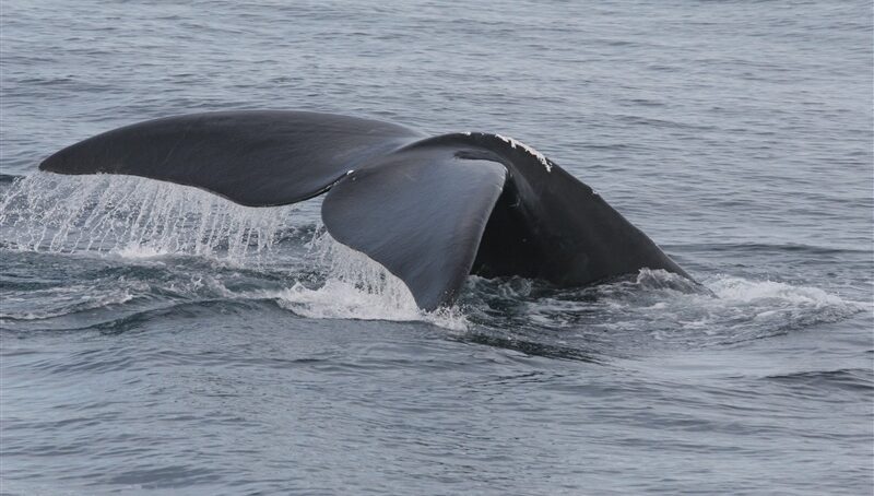 New Seafood Classifications Could Help Imperiled North Atlantic Right Whales 1