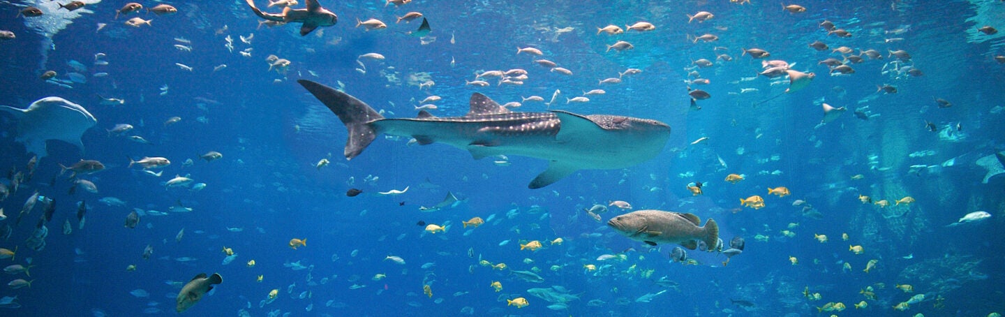 Zoological Operations - Fish & Invertebrates Galleries - Ocean Voyager Internship