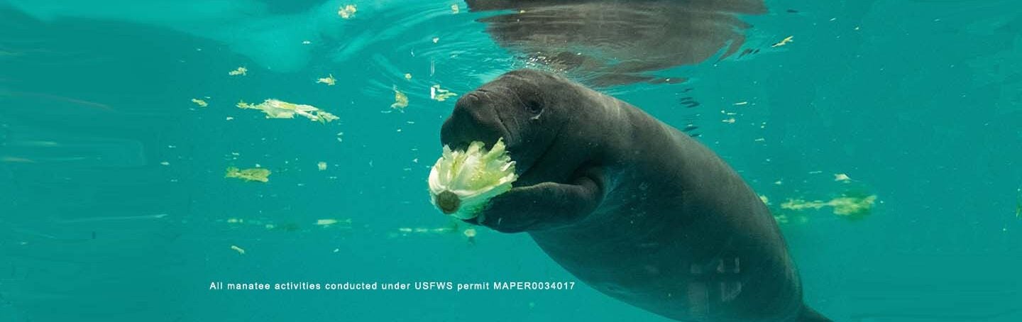 Manatee Conservation 11