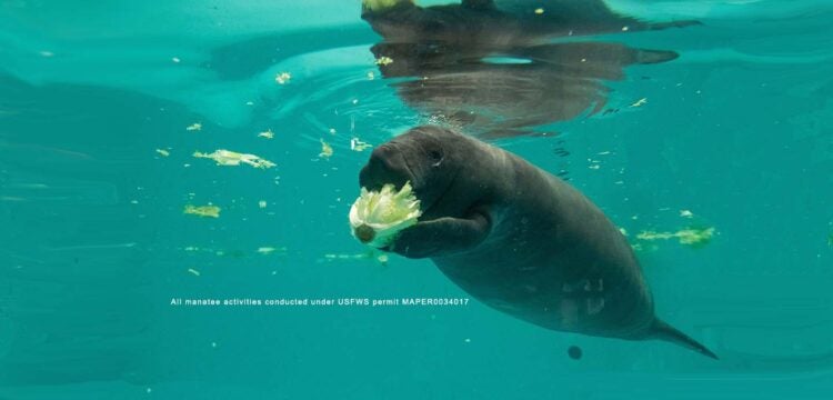 Manatee Conservation 11