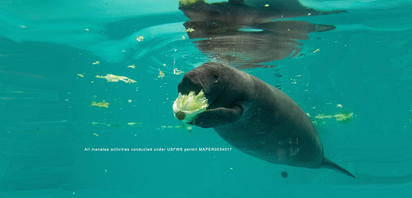 Manatee Conservation 11