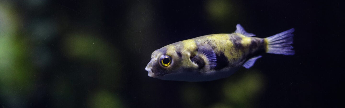 Amazon Puffer
