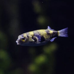 Amazon Puffer 1