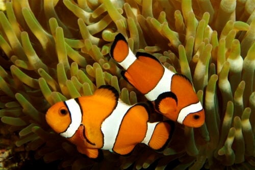 Cash, Stocks & Vehicles