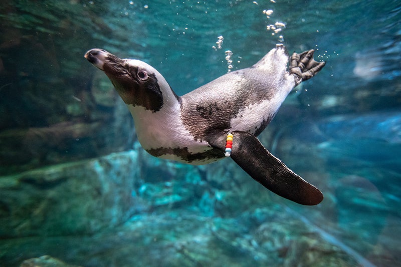 Georgia Aquarium & International SeaKeepers Society
