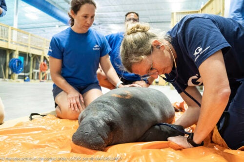 Manatee Conservation 8