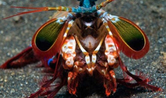 Peacock Mantis Shrimp