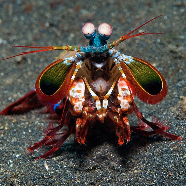 Peacock Mantis Shrimp