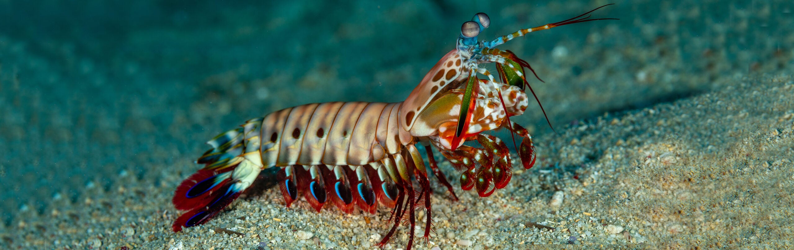 Peacock Mantis Shrimp 1