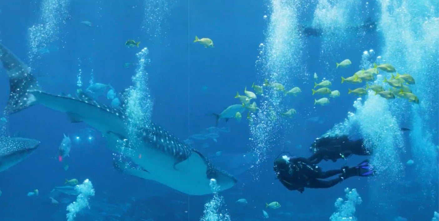 Military Mondays Aquarium