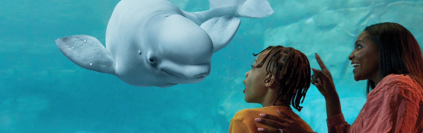 Connect with Real Masthead - Beluga and Family