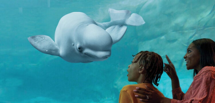 Connect with Real Masthead - Beluga and Family