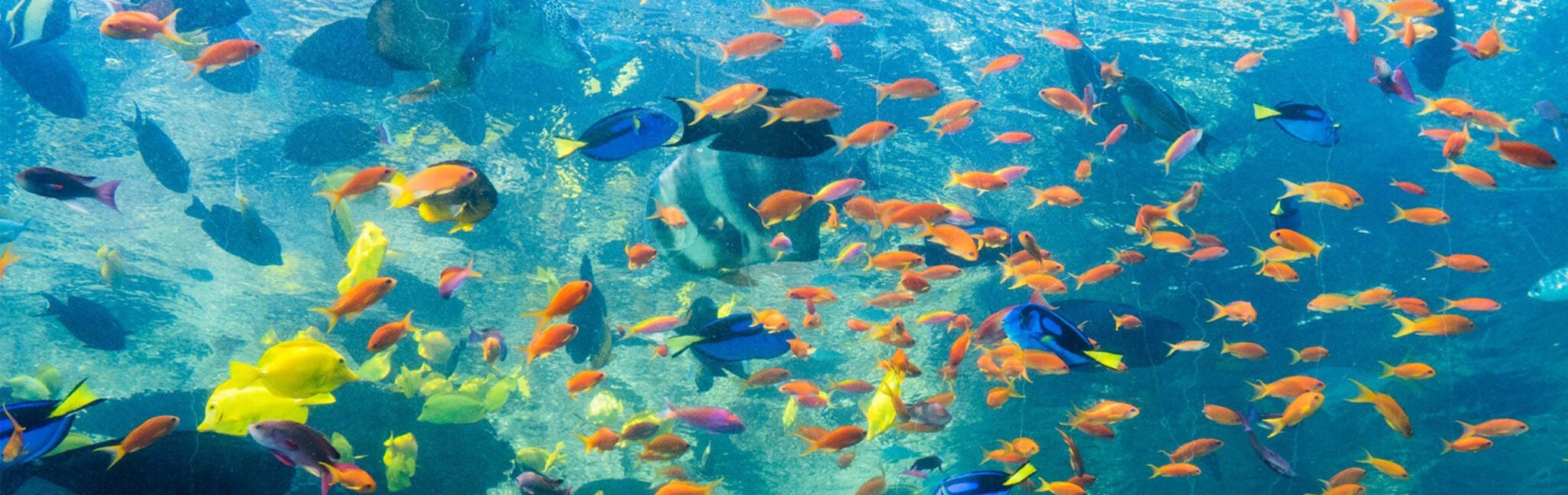 Aquarium CityPASS See all of Atlanta and save on admission