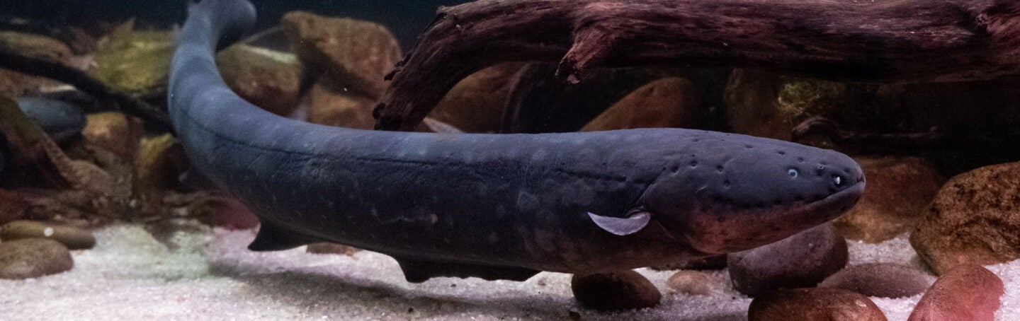 Electric Eel - Georgia Aquarium