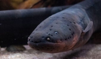 Electric Eel 3