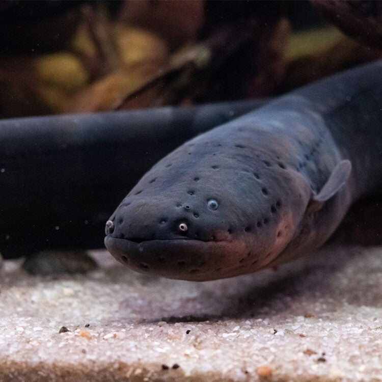 Electric Eel 3