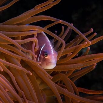 World Ocean Day 2022