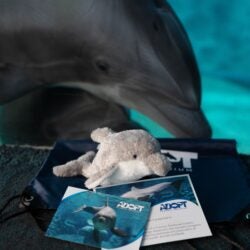 Adopt a Dolphin