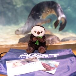 Adopt a Sea Otter