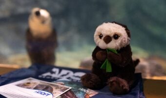 Adopt a Sea Otter 1