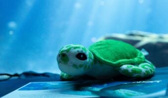 Adopt a Sea Turtle