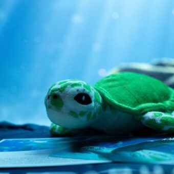 Adopt a Sea Turtle