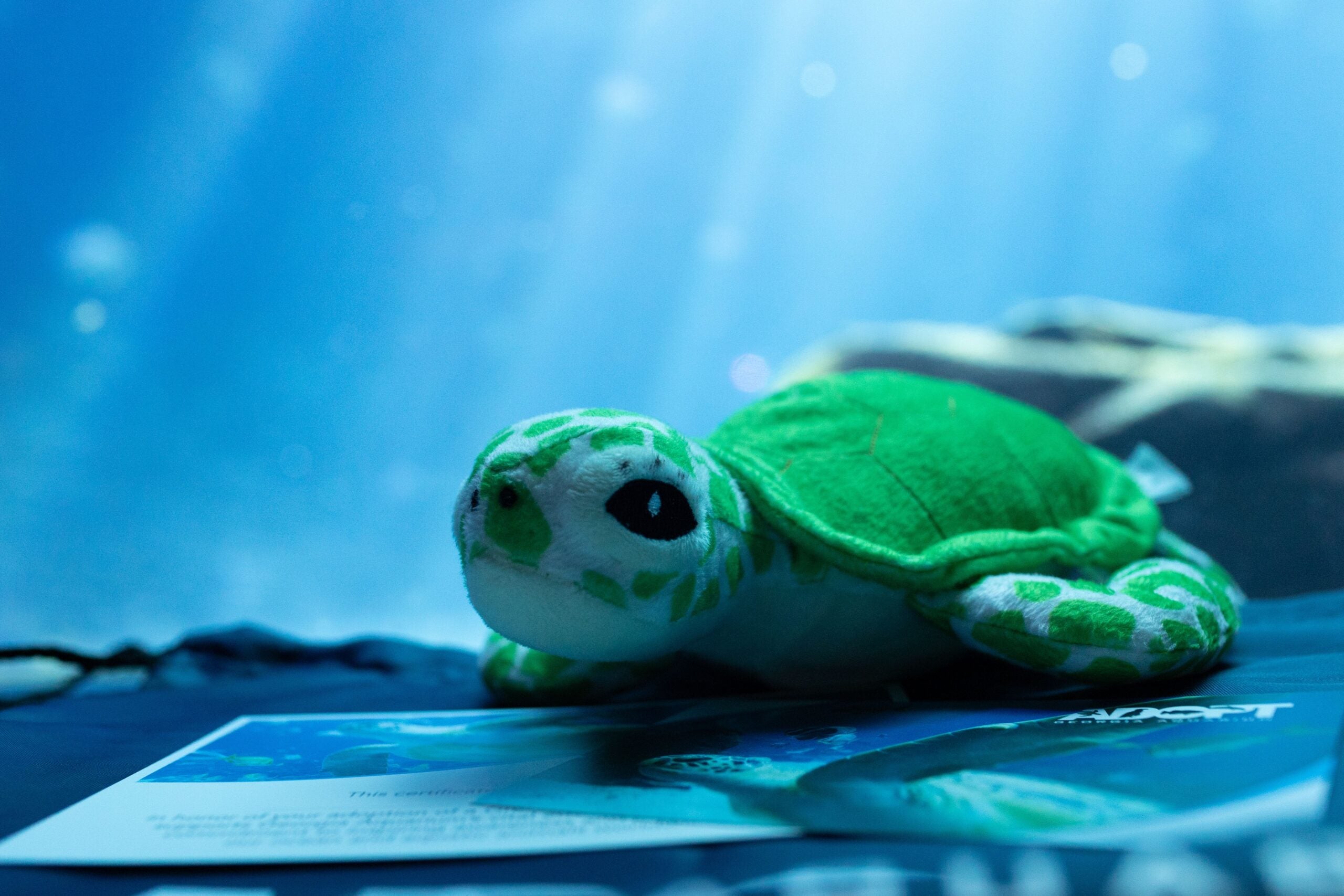 Adopt a Sea Turtle - Georgia Aquarium
