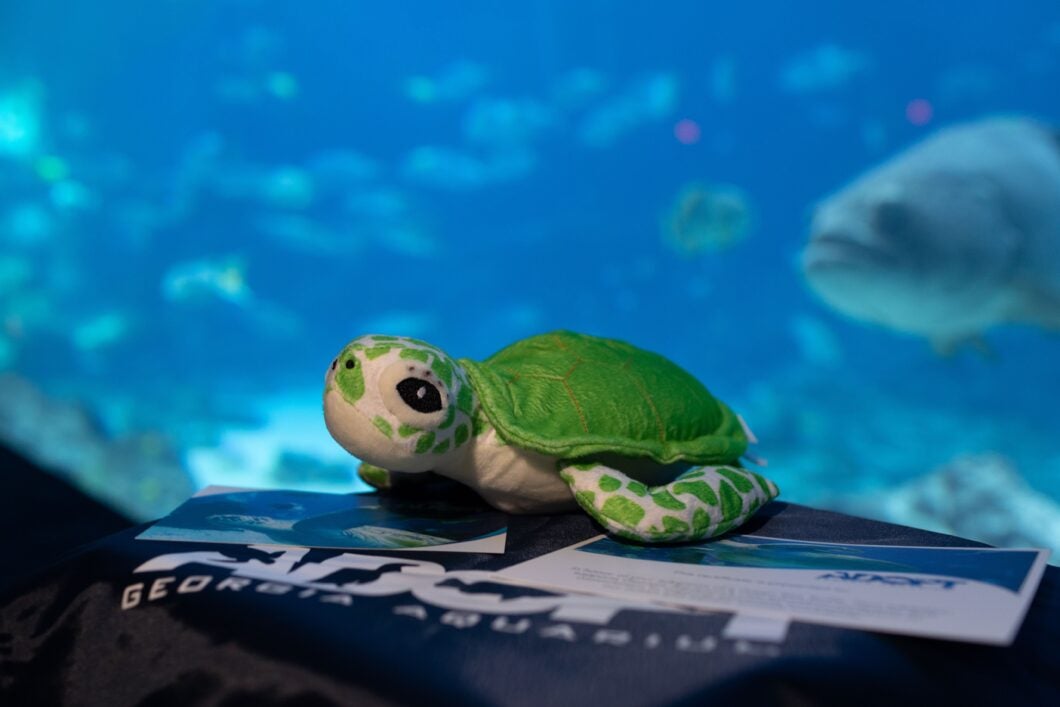 Adopt a Sea Turtle 1