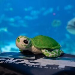Adopt a Sea Turtle 1