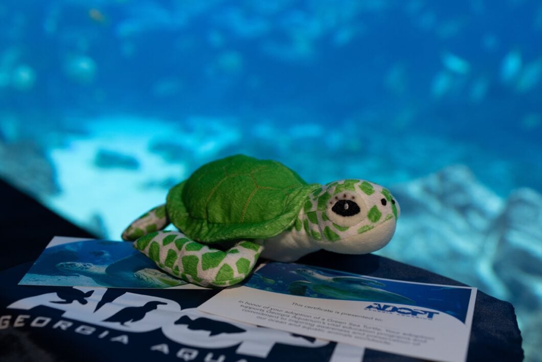 Adopt a Sea Turtle 2