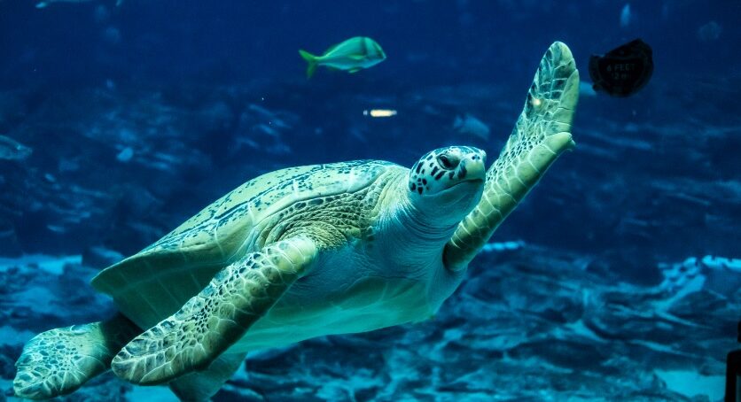 Adopt a Sea Turtle 3